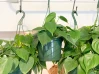Philodendron Cordatum made by here at Twin Oaks Nursery & Supply