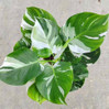 Philodendron White Wizard