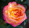 Rose Enchanted Peace Hybrid Tea Rose