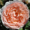 Rose Parfuma Bliss Hybrid Tea Rose made by here at Twin Oaks Nursery & Supply