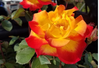 Rose Sunset Horizon Rose made by here at Twin Oaks Nursery & Supply