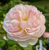 Rose Moonlight in Paris Rose