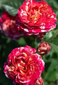 Rose Winning Streak Floribunda Rose made by here at Twin Oaks Nursery & Supply