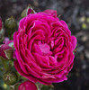 Rose PowerPuff Pink Floribunda Rose