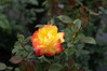 Rose Sunbelt Garden Flame Floribunda Rose