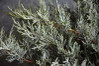 Grey Guardian Juniper made by here at Twin Oaks Nursery & Supply