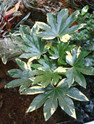 Variegated Japanese Aralia made by here at Twin Oaks Nursery & Supply