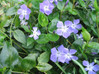 Vinca Major made by here at Twin Oaks Nursery & Supply