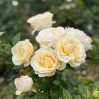 Rose Bloomable Top Cream made by here at Twin Oaks Nursery & Supply