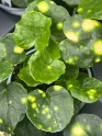 Firefly Leopard Plant made by here at Twin Oaks Nursery & Supply