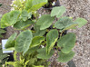White Lava Elephant Ear made by here at Twin Oaks Nursery & Supply