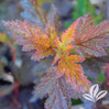 Center Glow Ninebark