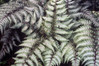  Vend Uncategorized Twin Oaks Nursery & Supply