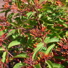Lime Sizzler Firebush