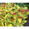 Lime Sizzler Firebush