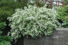 Nikko Slender Deutzia