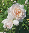  Vend Uncategorized Twin Oaks Nursery & Supply