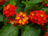  Vend Uncategorized Twin Oaks Nursery & Supply