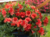  Vend Uncategorized Twin Oaks Nursery & Supply