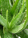 Aloe Vera made by here at Twin Oaks Nursery & Supply