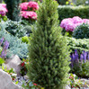 Dwarf Alberta Spruce