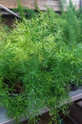 Asparagus - Springeri - 1 Gallon made by here at Twin Oaks Nursery & Supply