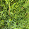 Eastern Red Cedar made by here at Twin Oaks Nursery & Supply