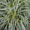Carex
