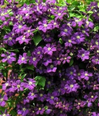 Clematis is here at  Twin Oaks Nursery & Supply in Denison & Sherman Tx
