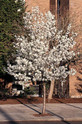 Cleveland Select Pear made by here at Twin Oaks Nursery & Supply
