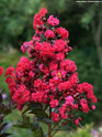 Crape Myrtle 'Double Dynamite'