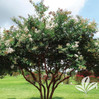 Crape Myrtle 'Natchez' made by here at Twin Oaks Nursery & Supply