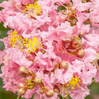 Crape Myrtle 'Sioux' made by here at Twin Oaks Nursery & Supply