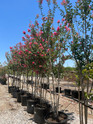 Crape Myrtle 'Sioux'