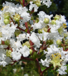 Sarah's Favorite Crape Myrtle