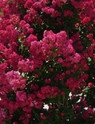 Crape Myrtle 'Centennial Spirit' made by here at Twin Oaks Nursery & Supply