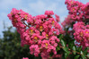 Crape Myrtle 'Centennial Spirit'