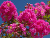  Crape Myrtles Twin Oaks Nursery & Supply