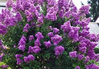 Crape Myrtle 'Zuni' made by here at Twin Oaks Nursery & Supply