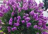  Crape Myrtles Twin Oaks Nursery & Supply