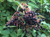 Elderberry