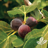 Fruiting Fig made by here at Twin Oaks Nursery & Supply