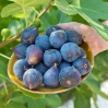Fruiting Fig