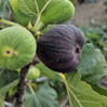 Fruiting Fig