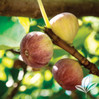 Fruiting Fig