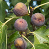 Fruiting Fig
