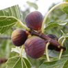 Fruiting Fig