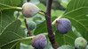 Fruiting Fig