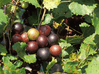 Grape - Muscadine