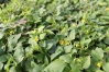 Horse Herb made by here at Twin Oaks Nursery & Supply
